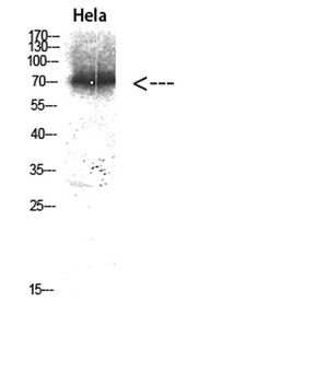ERK 3 rabbit pAb Antibody