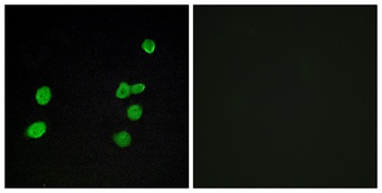 ERK 3 rabbit pAb Antibody