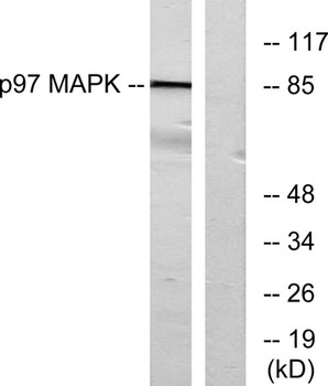 ERK 3 rabbit pAb Antibody