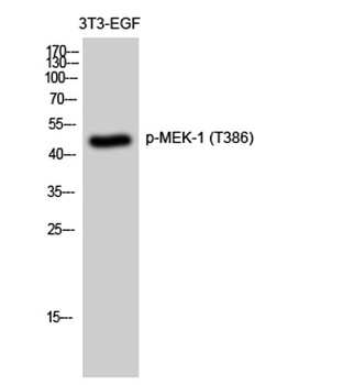 MEK-1 (phospho Thr386) rabbit pAb Antibody