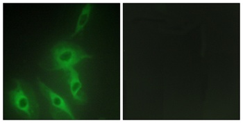 AS250 rabbit pAb Antibody