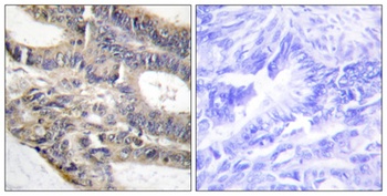 AS250 rabbit pAb Antibody