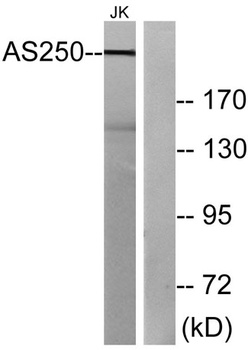 AS250 rabbit pAb Antibody