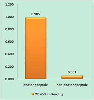 Bad (phospho Ser134) rabbit pAb Antibody