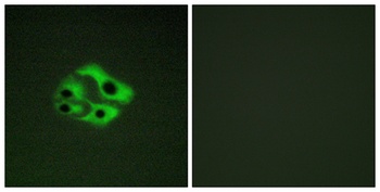 Bad (phospho Ser134) rabbit pAb Antibody