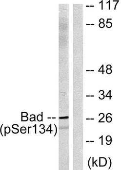 Bad (phospho Ser134) rabbit pAb Antibody