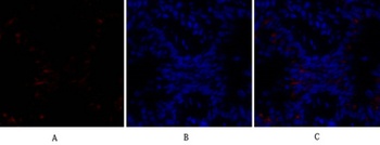 Bad rabbit pAb Antibody