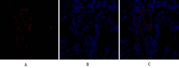 Bad rabbit pAb Antibody