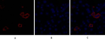 Bad rabbit pAb Antibody