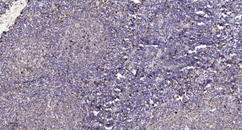 PD2R rabbit pAb Antibody