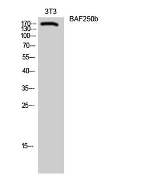 BAF250b rabbit pAb Antibody