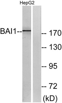BAI-1 rabbit pAb Antibody