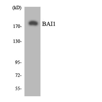 BAI-1 rabbit pAb Antibody