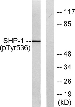 SH-PTP1 (phospho Tyr536) rabbit pAb Antibody