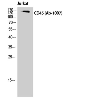 CD45 rabbit pAb Antibody
