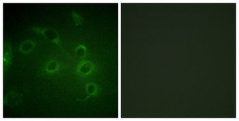 CD45 rabbit pAb Antibody