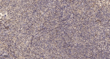 MYL7 rabbit pAb Antibody
