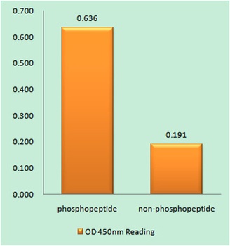 Raf-1 (phospho Ser296) rabbit pAb Antibody