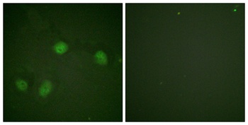 Raf-1 (phospho Ser621) rabbit pAb Antibody