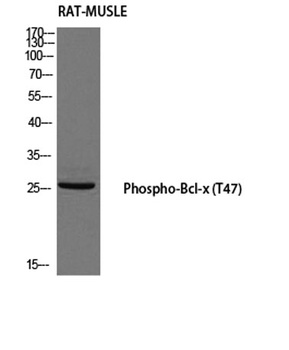 Bcl-x (phospho Thr47) rabbit pAb Antibody