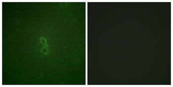 Bcl-x (phospho Thr47) rabbit pAb Antibody