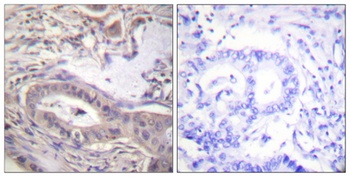 Bcl-x (phospho Thr47) rabbit pAb Antibody