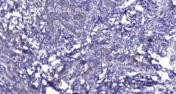 RGS16 (phospho Tyr168) rabbit pAb Antibody