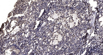 Ribosomal Protein S6 (phospho Ser235) rabbit pAb Antibody