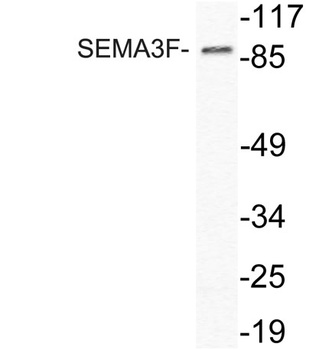 SEMA3F rabbit pAb Antibody