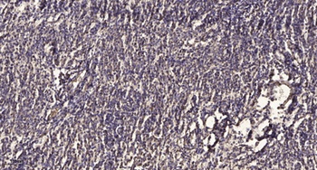 SEMA3F rabbit pAb Antibody