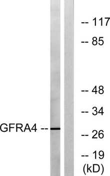 GFRα-4 rabbit pAb Antibody