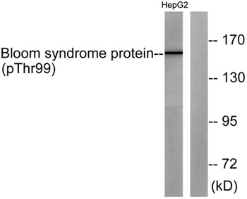 BLM (phospho Thr99) rabbit pAb Antibody