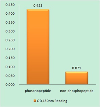 SGK1 (phospho Ser78) rabbit pAb Antibody