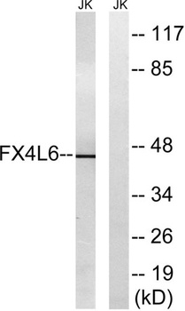FoxD4/D4L rabbit pAb Antibody