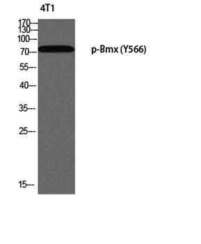 Bmx (phospho Tyr566) rabbit pAb Antibody