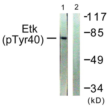 Bmx (phospho Tyr40) rabbit pAb Antibody