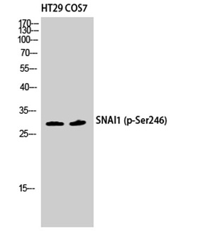 SNAI 1 (phospho Ser246) rabbit pAb Antibody