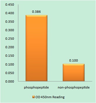 Raf-B (phospho Thr753) rabbit pAb Antibody