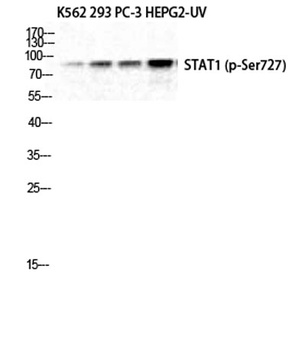 Stat1 (phospho Ser727) rabbit pAb Antibody