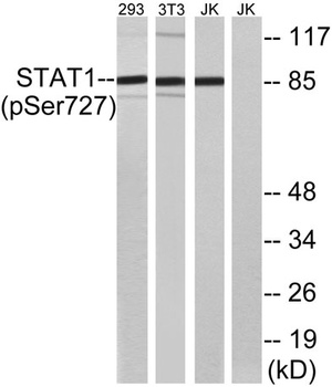 Stat1 (phospho Ser727) rabbit pAb Antibody