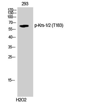 Krs-1/2 (phospho Thr183) rabbit pAb Antibody