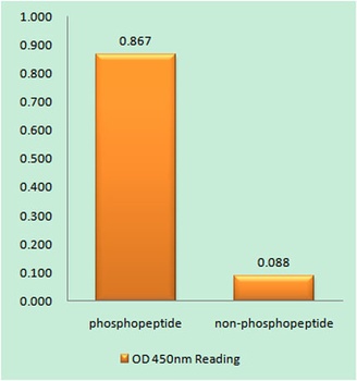 Krs-1/2 (phospho Thr183) rabbit pAb Antibody