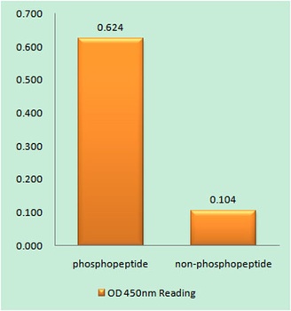 Synapsin I (phospho Ser605) rabbit pAb Antibody