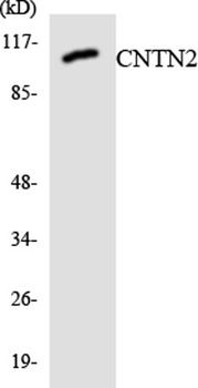 Contactin 2 rabbit pAb Antibody
