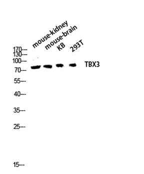 TBX3 rabbit pAb Antibody