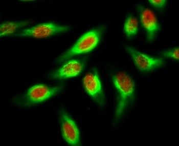 mtTFA rabbit pAb Antibody
