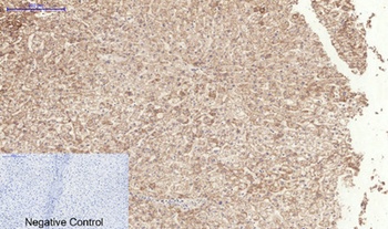 TGFβ RI (phospho Ser165) rabbit pAb Antibody