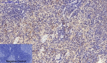 TGFβ RI (phospho Ser165) rabbit pAb Antibody