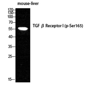 TGFβ RI (phospho Ser165) rabbit pAb Antibody