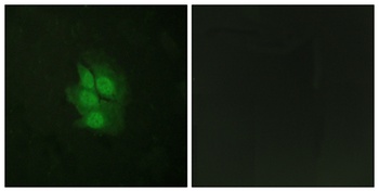 p53 (phospho Ser392) rabbit pAb Antibody